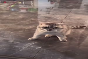 Typisch Katze
