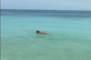Hund beim Schwimmen