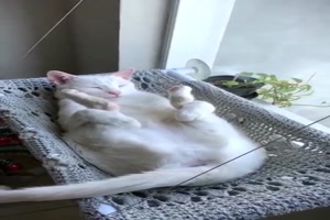 Schlafende Katzen
