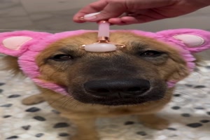 Hund freut sich aufs Duschen