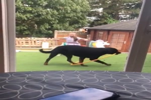Hund versucht auch Hula Hoop
