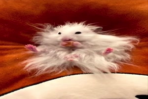 Bad Hair Day