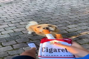 Hunde-Zigaretten