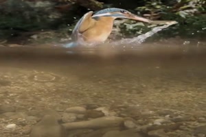 Gebter Fischfnger
