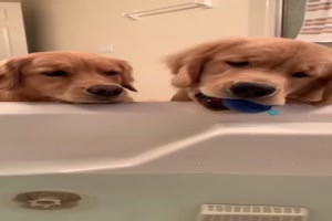 Baden, wenn du Golden Retriever hast