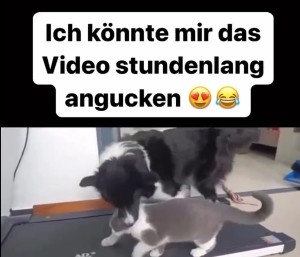 Tiere beim Sport