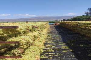 Ganz sch�n viele Trauben