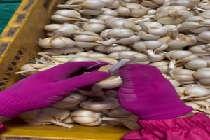 Knoblauch-Verarbeitung