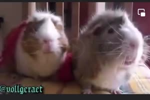 Meerschweinchen-Gespr�ch