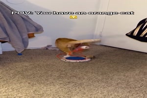 Lustige Katze