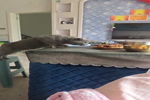 Katze auf einer Mission