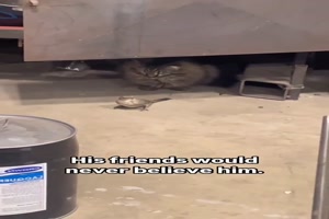 Katze vs. Vogel
