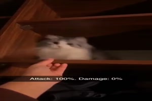 Verrckte Katzen