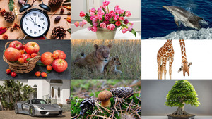 klicke hier, um die Datei herunterzuladen Photo-mix 231