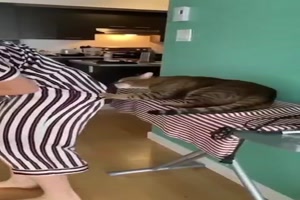 Katzen sind lustig