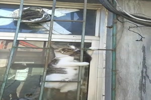 Starke Katzenmama