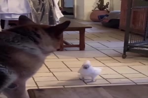 Warum bellt der Vogel?