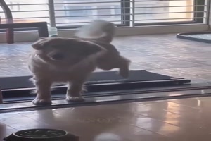 Hunde eben