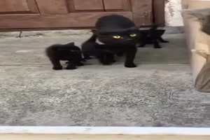 Leg dich nicht mit einer Katzenmutter an