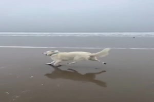 Hund sind lustig