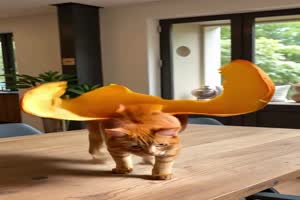 Aus dem K�rbis entstanden