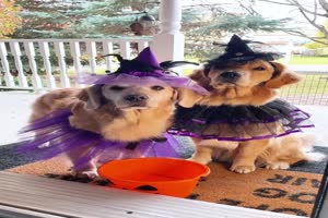 schicke Verkleidungen Halloween