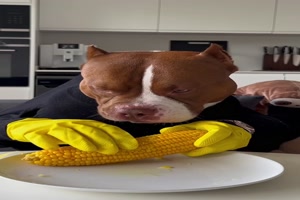 Mais fr den Hund