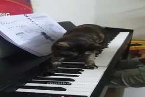 Musikalische Katzen