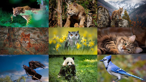 klicke hier, um die Datei herunterzuladen Animals 109
