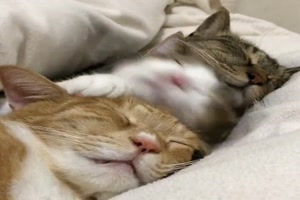 Das sieht gemtlich aus