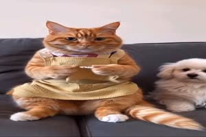 Lustige Katze
