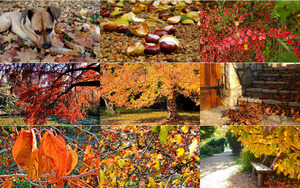 klicke hier, um die Datei herunterzuladen colorful autumn (2)bunter Herbst