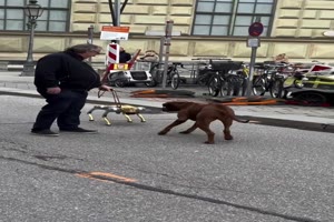 Hund vs. Roboterhund