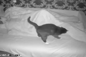 Schlafen als Katzenbesitzer