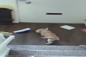 Hund nimmt die Post entgegen