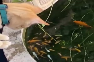 Katze beobachtet die Fische