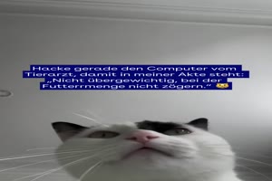 Katze hackt Computer