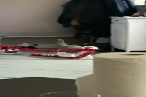 Katze mag die Deko nicht