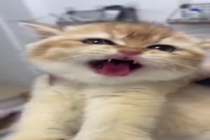 Dramatische K�tzchen