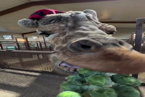 Giraffe mit Weihnachtsmtze