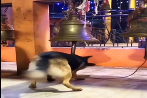 Hund lutet die Glocke