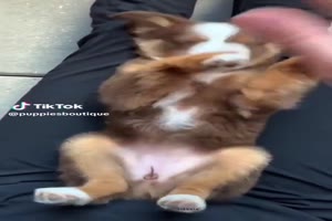 Spa� mit dem Hund