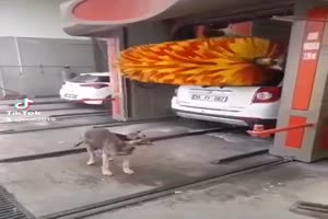 Hund in der Waschanlage