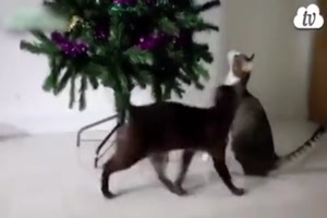 Katzen und der Weihnachtsbaum