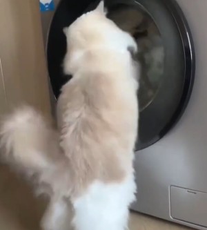 Die Katze und die Waschmaschine