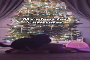 Meine Pl�ne f�r Weihnachten