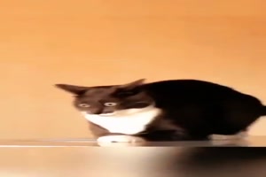 Verrckte Katzen
