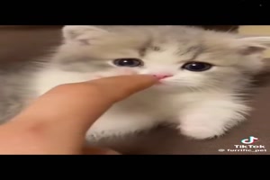 Se Ktzchen