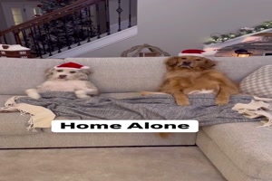 Hund allein zuhaus