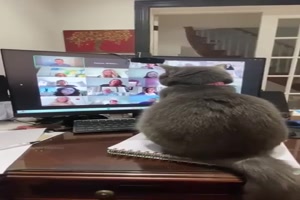 Katzen bei der Arbeit